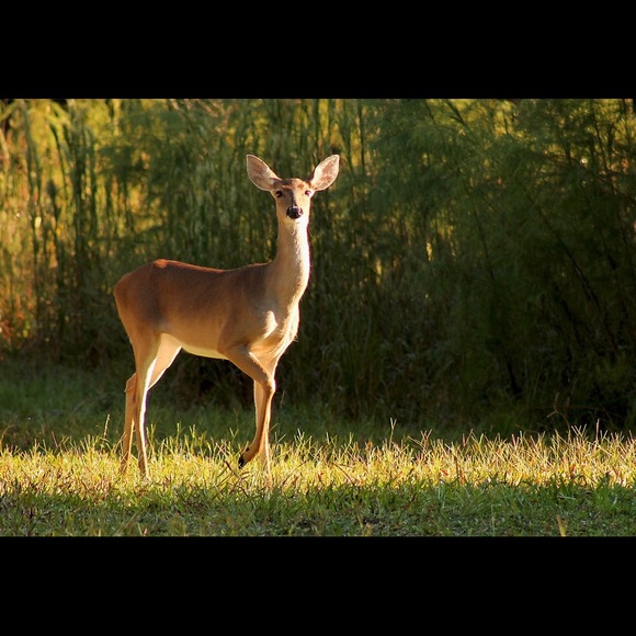 Meet your Posher, Elizabeth - Picture 6 of 15